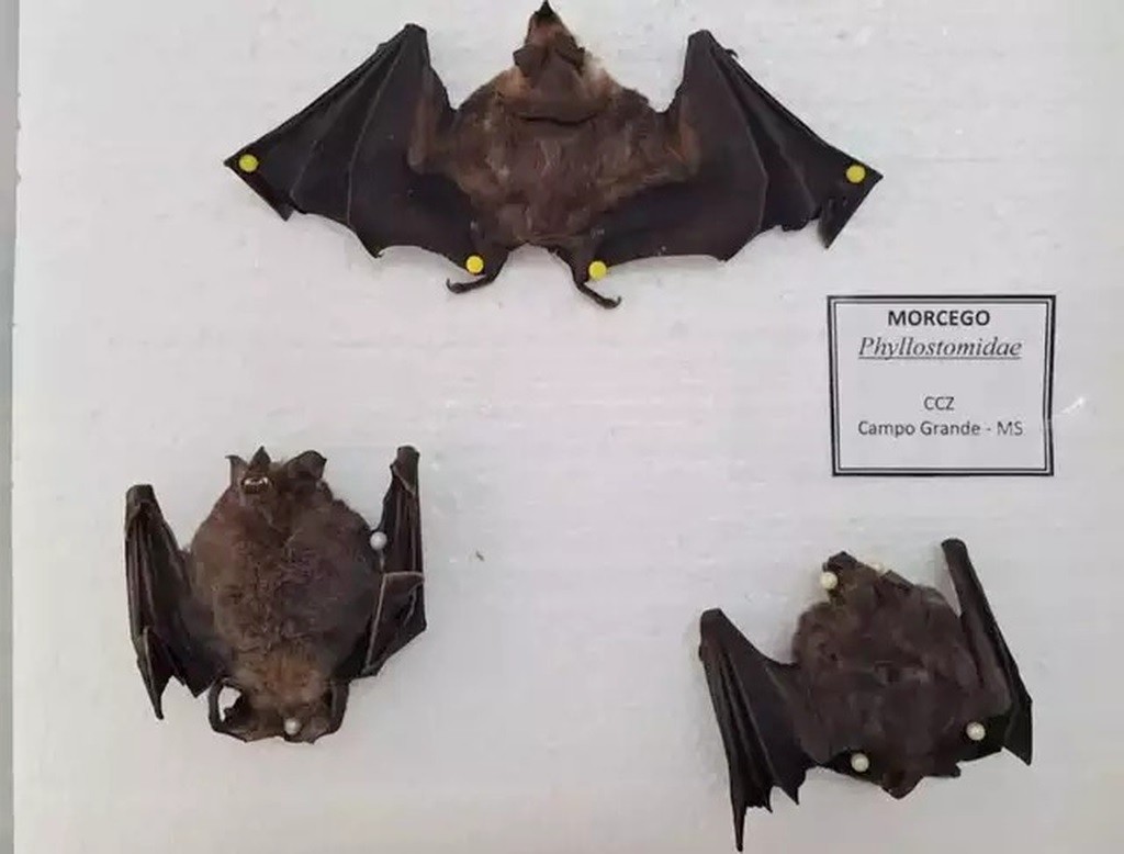 Estado confirma 1º caso de raiva animal do ano no norte de MS