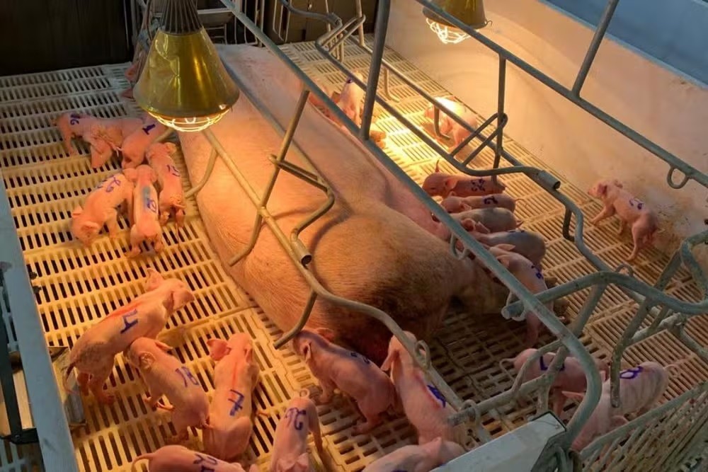 Leitoa de apenas 4 meses bate recorde ao dar à luz 33 filhotes em MS