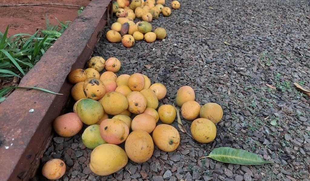 Funcionário leva choque ao catar manga em pátio, mas perde indenização