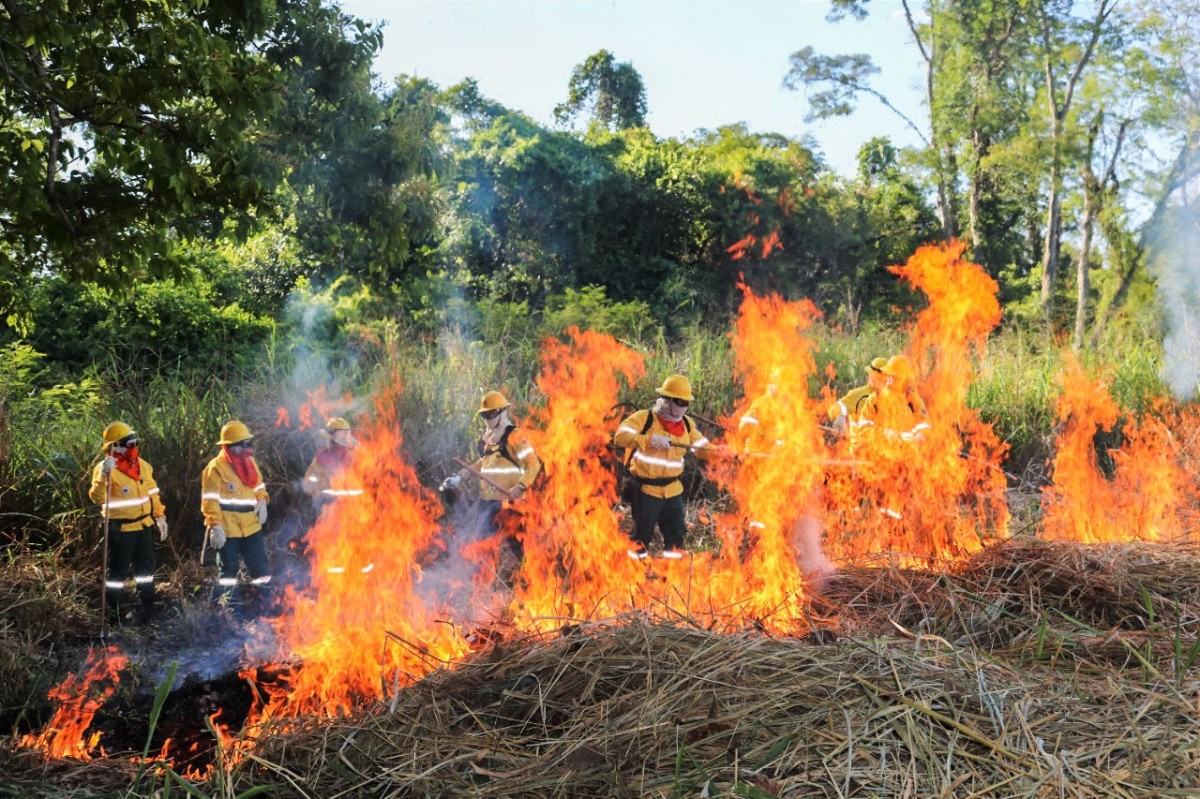 Brigadas do Pantanal aprendem a usar fogo controlado para prevenir incêndios