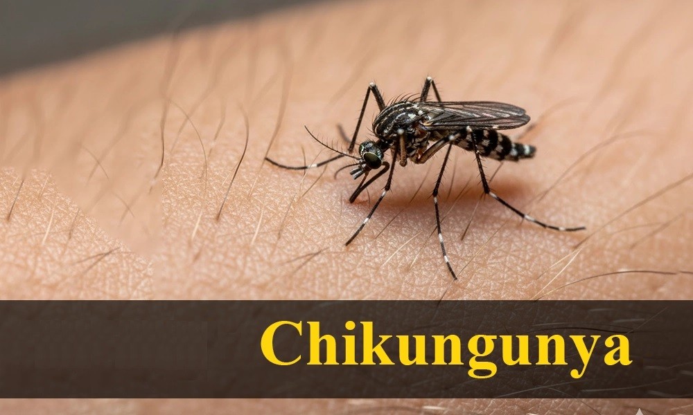 Jardim confirma 1ª morte por chikungunya e MS soma 7 óbitos no ano