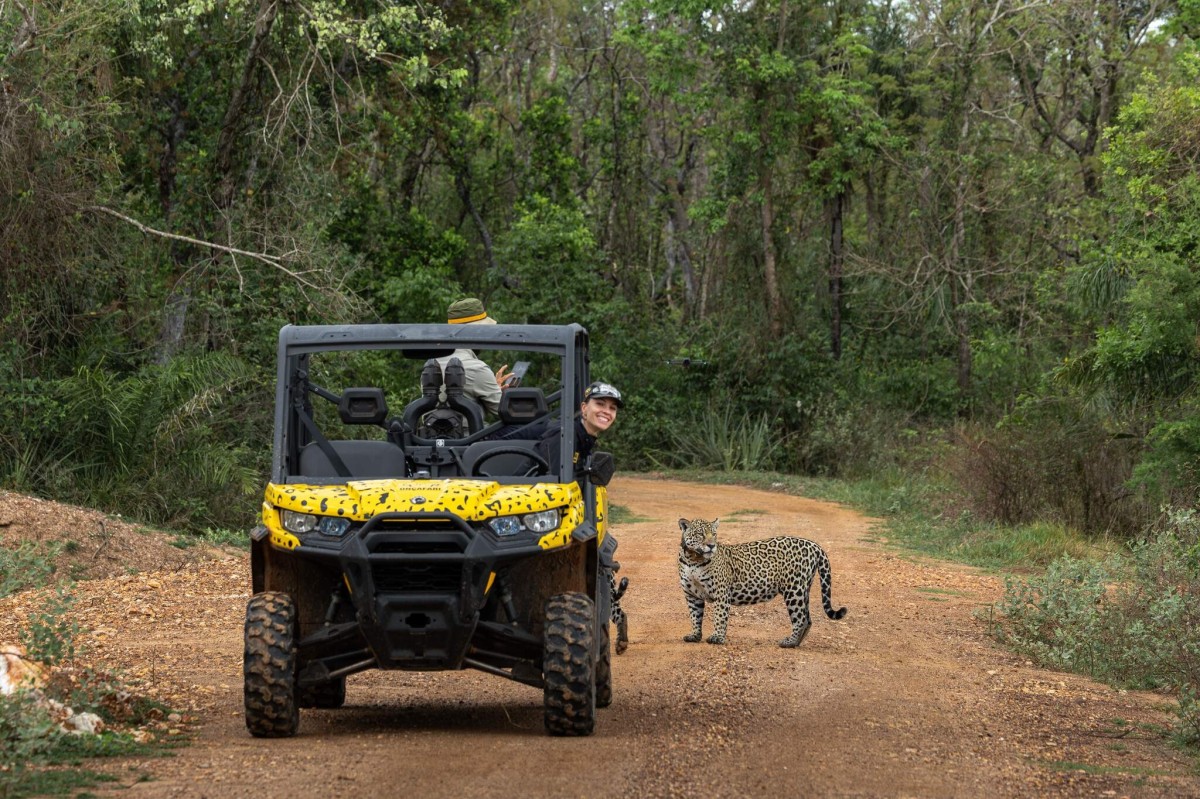 De predadora a estrela, onça viva rende até 52 vezes mais ao turismo no Pantanal