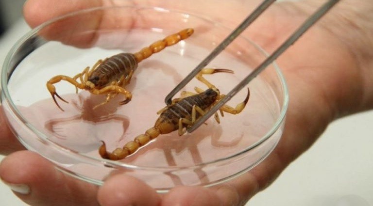 Escorpiões dentro de casa: como evitar acidentes e o que fazer em caso de picada