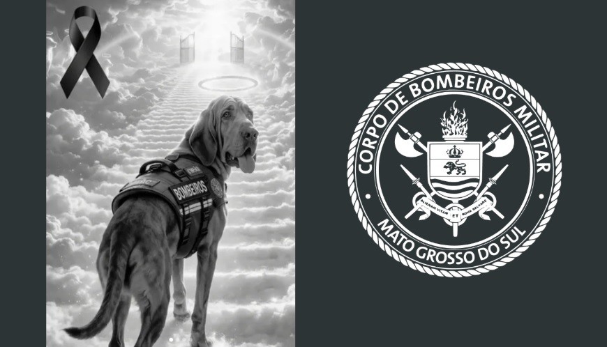 Combateu o bom combate: Morre “Chefão”, cão farejador dos bombeiros