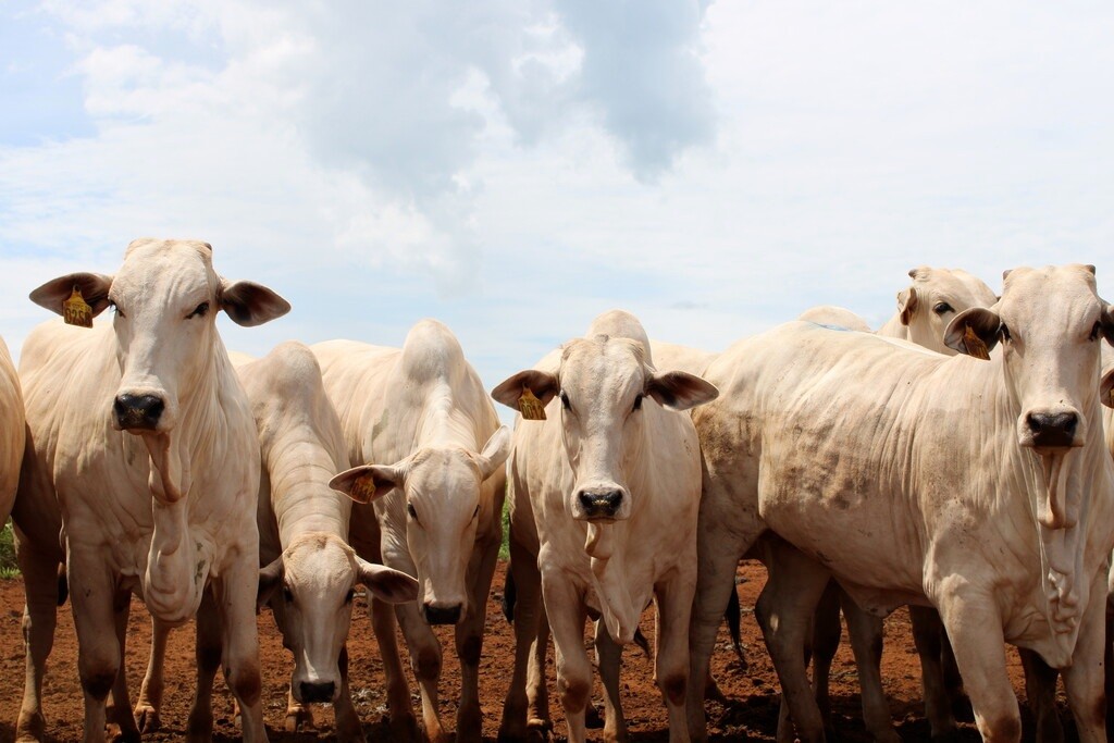 Governo federal muda regra para evitar veto da União Europeia à carne brasileira