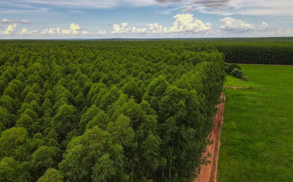 Área plantada com eucalipto em MS cresce quase 18 vezes em duas décadas