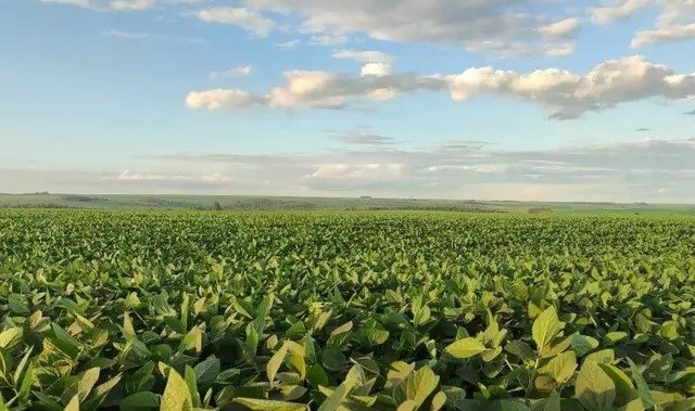 Produtores de MS terão acesso a R$ 13,4 bilhões no Plano Safra