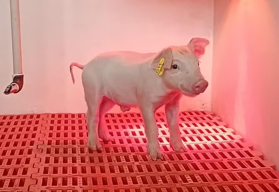 Primeiro suíno clonado no Brasil pode ajudar a salvar vidas humanas; entenda