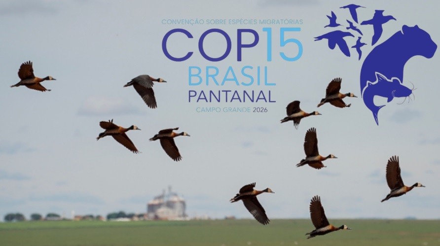 COP 15: conheça as espécies migratórias do Brasil e as ações para sua conservação