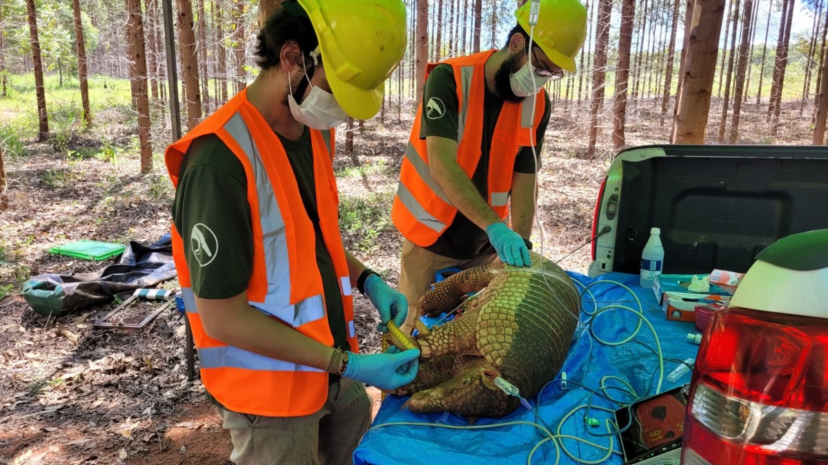 ICAS registra, pela primeira vez, tatu-canastra grávida em área da Suzano em MS