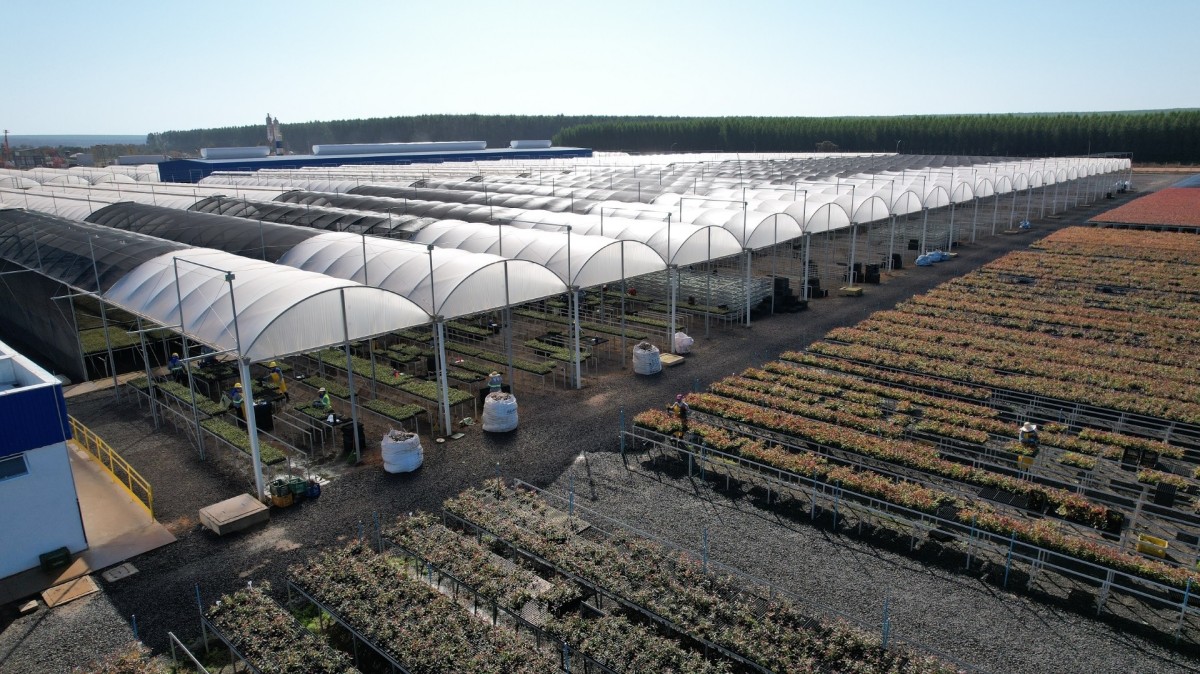 Suzano realiza seleção para 30 vagas de ajudante de viveiro em Ribas do Rio Pardo 