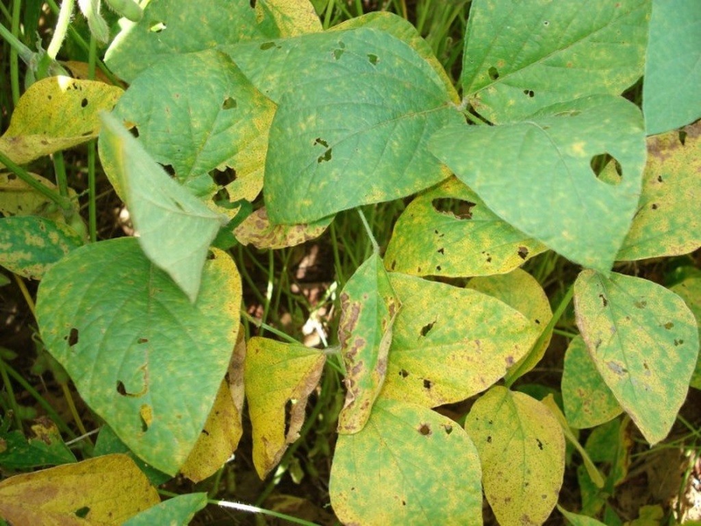 MS registra aumento de casos de ferrugem asiática da soja com 68 focos