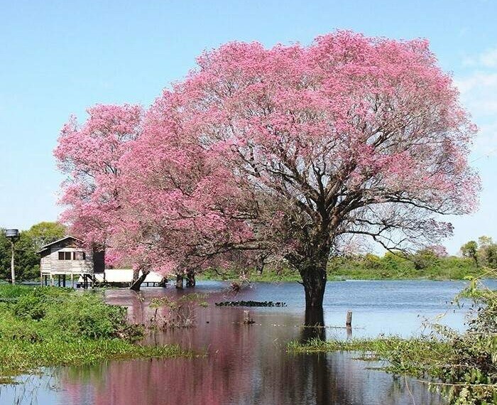 Pantanal tem cheia abaixo da média em 2026, insuficiente para recompor a bacia